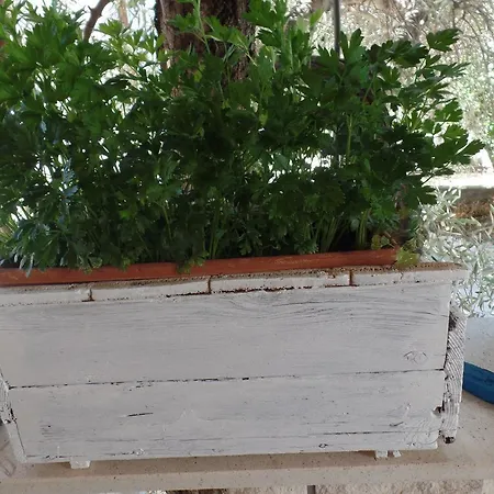 Mljet Apartament